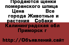 Продаются щенки померанского шпица › Цена ­ 45 000 - Все города Животные и растения » Собаки   . Калининградская обл.,Приморск г.